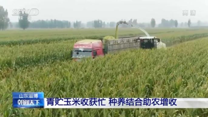 得益乳业青贮玉米收获忙，种养结合助农增收 