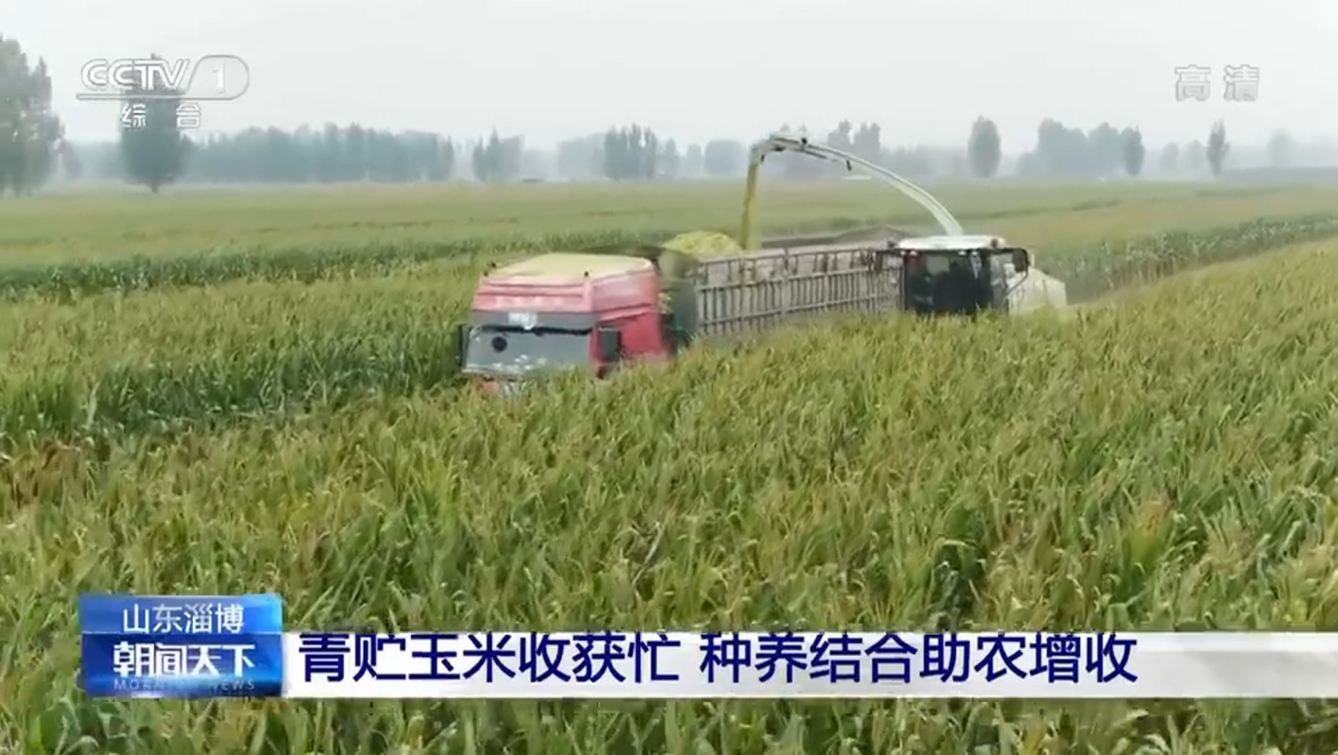 青贮玉米收获忙，种养结合助农增收